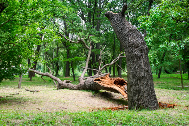 How Our Tree Care Process Works  in  Dalzell, SC