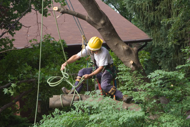 Best Hazardous Tree Removal  in Dalzell, SC