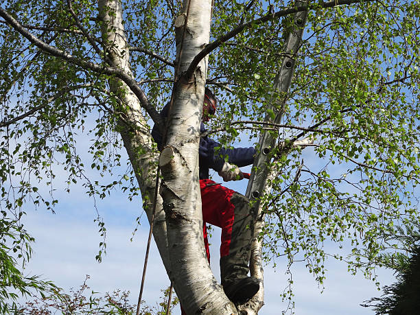 Reliable Dalzell, SC Tree Care Solutions