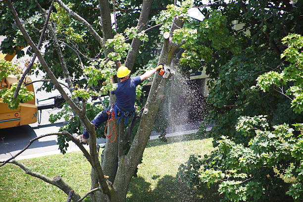 Best Tree and Shrub Care  in Dalzell, SC